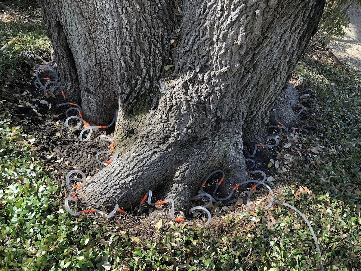 Detailed Tree Cabling and Bracing job site in Westphalia